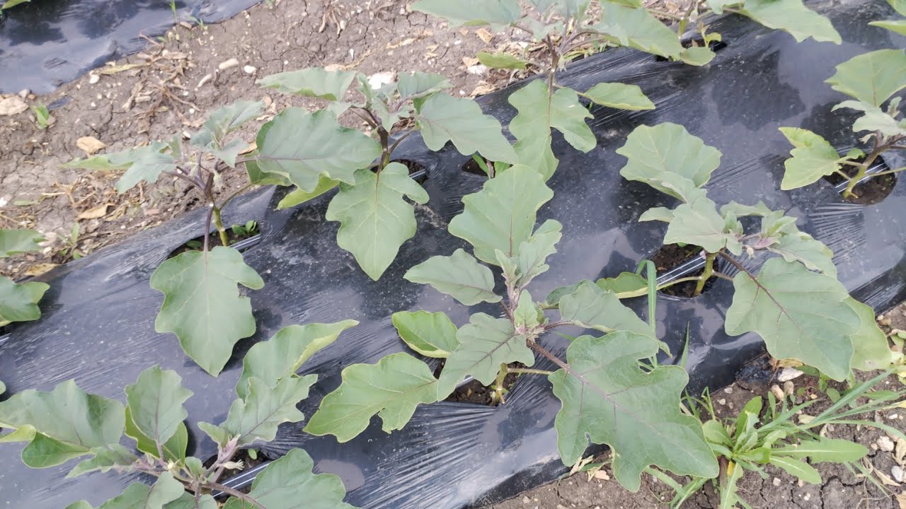 Vinete și Gogoșari în câmp.