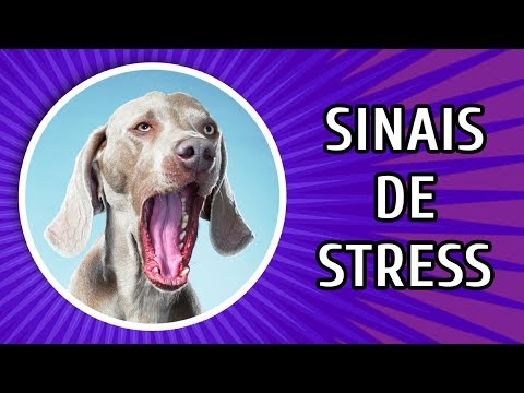 Vídeo: Por Que Os Cães Bocejam - é Fisiologia Ou Psicologia Do Bocejo