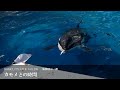 いろいろ 水族館 鴨川 シー ワールド 写真 774546-鴨川��ーワールド 動画 2021 7月