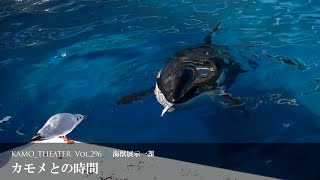 水族館top 鴨川シーワールド 東京 千葉の水族館テーマパーク 水族館top 鴨川シーワールド 東京 千葉の水族館テーマパーク