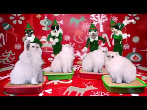 special needs animals for adoption near me 12 days of catmas - Elfyourself
