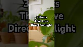 These 3 Plants Love Direct Sunlight 🪴☀️ #plants #houseplants #shorts