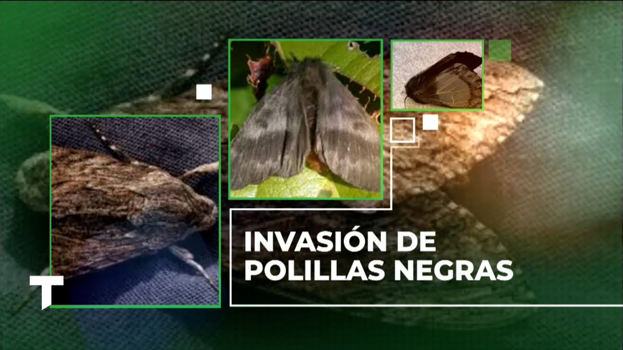 Alerta en Zona Norte: invasión de polillas negras genera preocupación en Tigre y Escobar