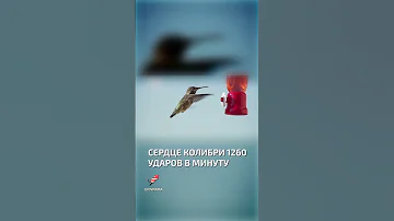 Сердце 1260 ударов в минуту  - интересные факты о колибри
