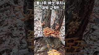 먹도라지TV#이용기 산행이야기 대표 영상 썸네일