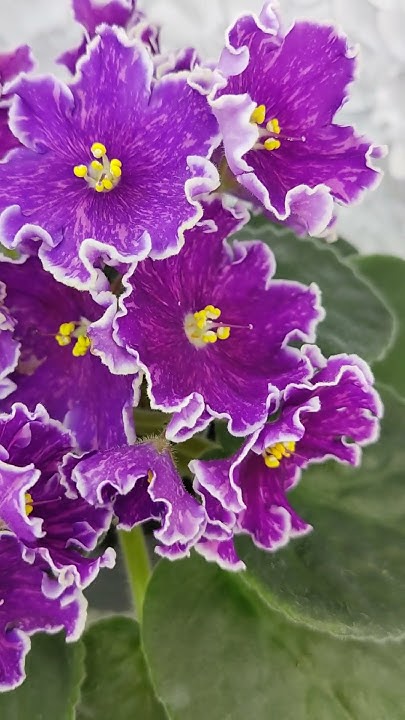 Фиалка АВ-Просто Космос #flowers #цветы - YouTube