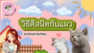 วิธีตีสนิทกับแมว By Sweet Cat Farm