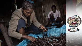 Madagascan Vanilla Trade Controlled By Chinese Businesses