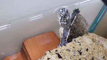 Thử nghiệm bỏ Geoffroys Side-Necked Turtle vào hồ Cá tại Ú Ù P.S CPC 