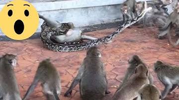 MONKEY VS PYTHON FULL BATTLE | DOGZ SHOW