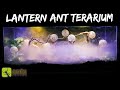 I Created a Lantern Terrarium for My Ants (The Ants Nest in the Balls)