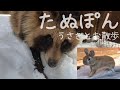 【たぬき】庭でウサギと散歩 ぽんちゃん元気になりました!ウチのうさぎは野生では生きれません😭 (保護11日目)