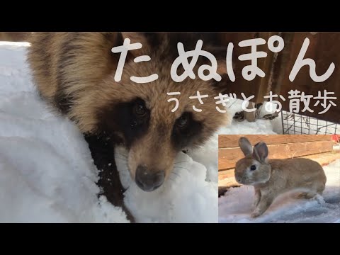 【たぬき】庭でウサギと散歩　ぽんちゃん元気になりました！ウチのうさぎは野生では生きれません😭　(保護11日目)