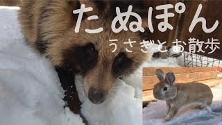 【たぬき】庭でウサギと散歩　ぽんちゃん元気になりましたウチのうさぎは野生では生きれません　(保護11日目)