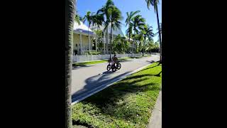 Key West 😎 город тюленей, петухов, яхт и замечательных людей. #петух #хиппи #природа #красота