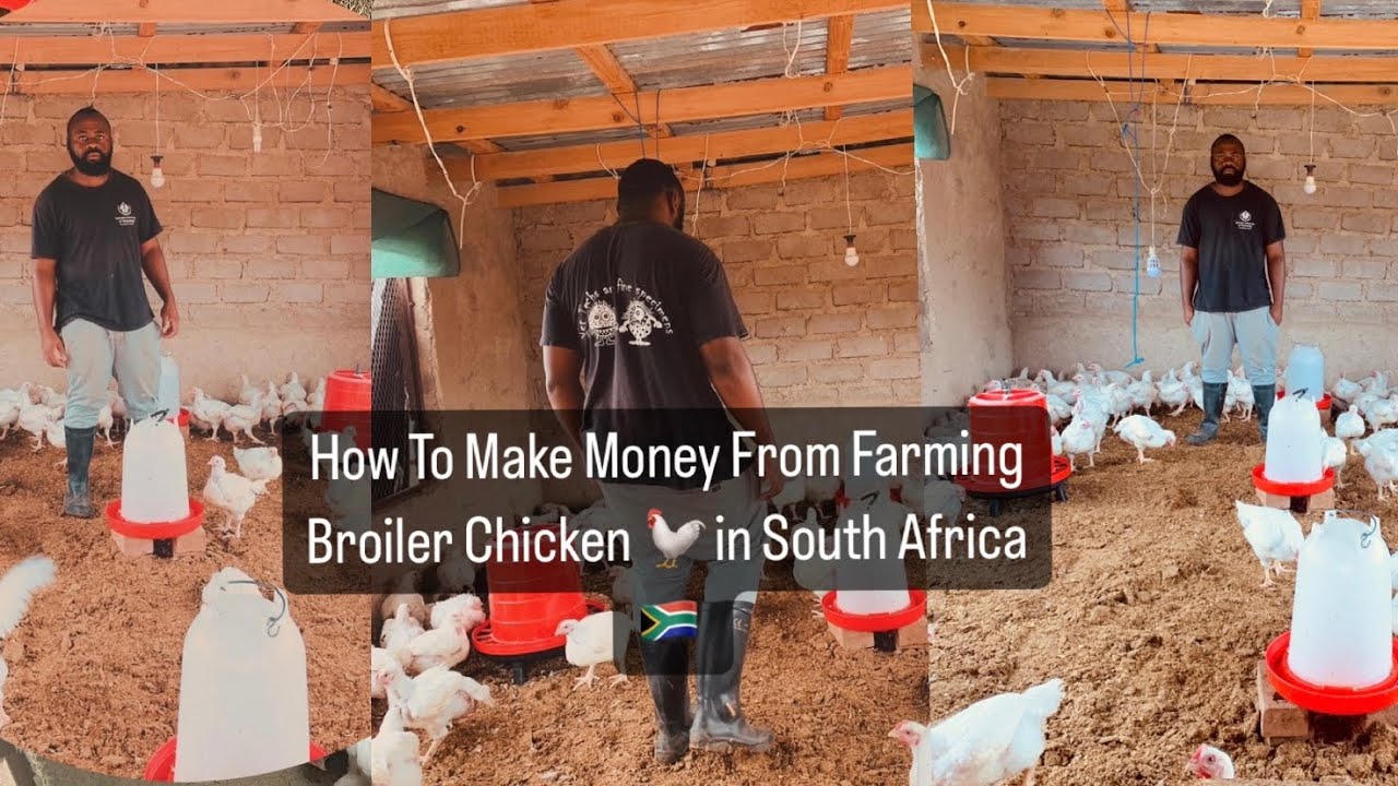 How to sell your chicken and make R1 800 a day in South Africa 🇿🇦 ...