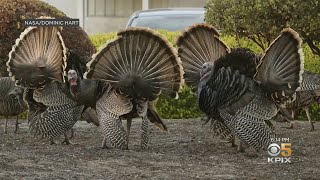 Wild Turkeys Roosting At Moffett Field's Ames Research Center Getting Relocated