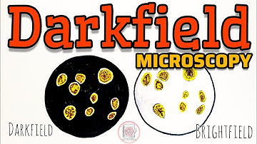 Dark field Microscopy @paperpenbiology