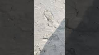 Good Morning Sundarbnas