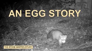 A little story about an egg (Stone marten family/Steinmarder/Husmår) (best at 1080p)