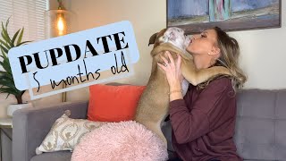 GORBI'S PUPDATE//5 MONTH OLD ENGLISH BULLDOG