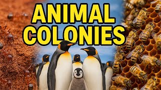 The Amazing World Of Animal Colonies