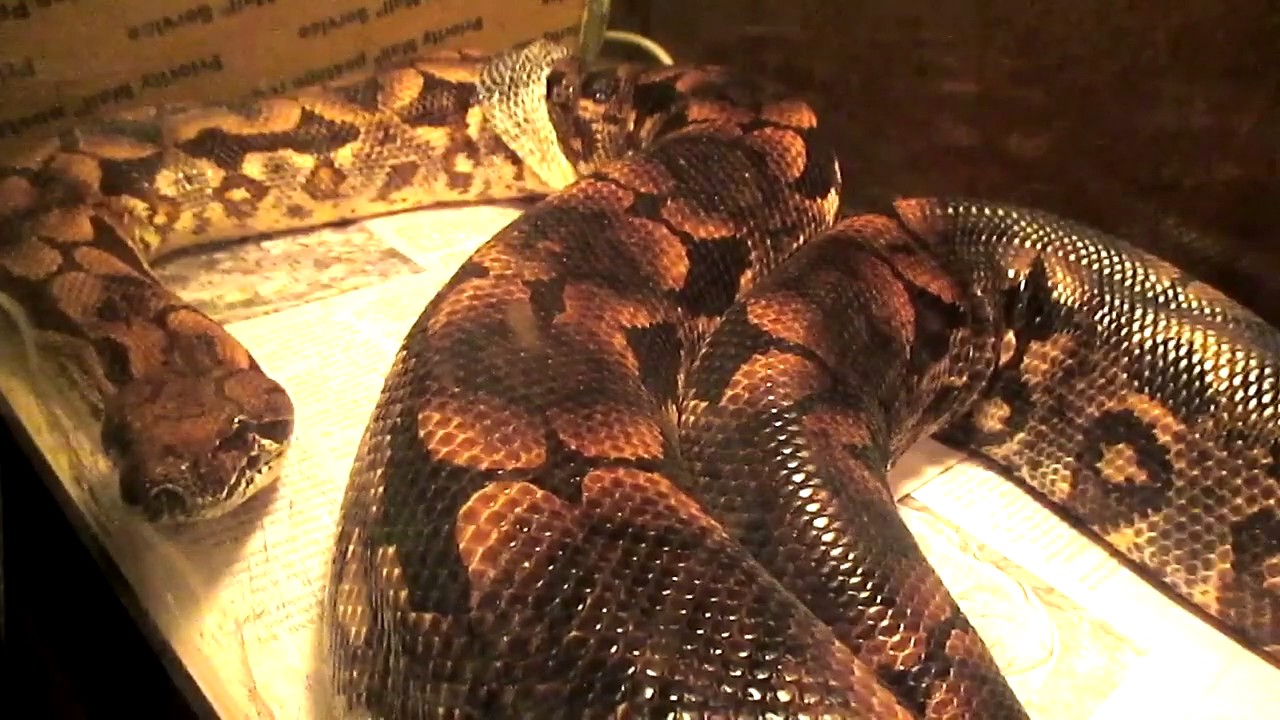 ground boa constrictor Will I Grow Up To Be That Big?