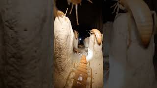 Tiny Termite POV Inside a Secret Underground World 🐜 | Real Micro Camera Footage #Shorts