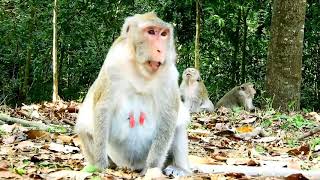 Beautiful animal, Beautiful pregnant monkey Jane