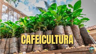 CAFEICULTURA  ESCOLHA DE VARIEDADES E PRODUÇAO DE MUDAS