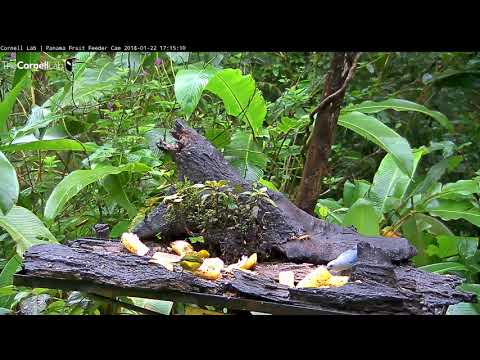 First Sighting Of a Silver-throated Tanager on the Panama Fruit Feeder Cam at Canopy Lodge 1/22/2018