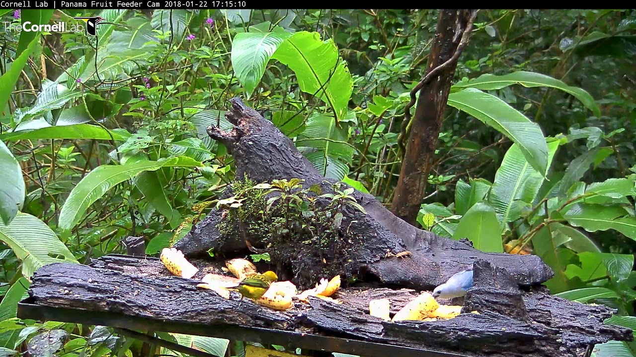 First Sighting Of A Silverthroated Tanager on the Panama Fruit Feeder
