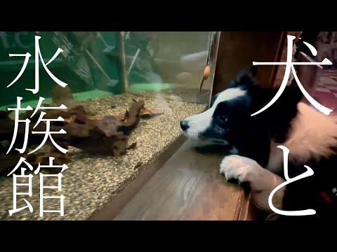 【賢すぎ】愛犬と水族館に行ったら驚きの出来事がありました【ボーダーコリー】