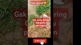 Ikan Menyerah 💦🏳@WIN-Channel-LMR