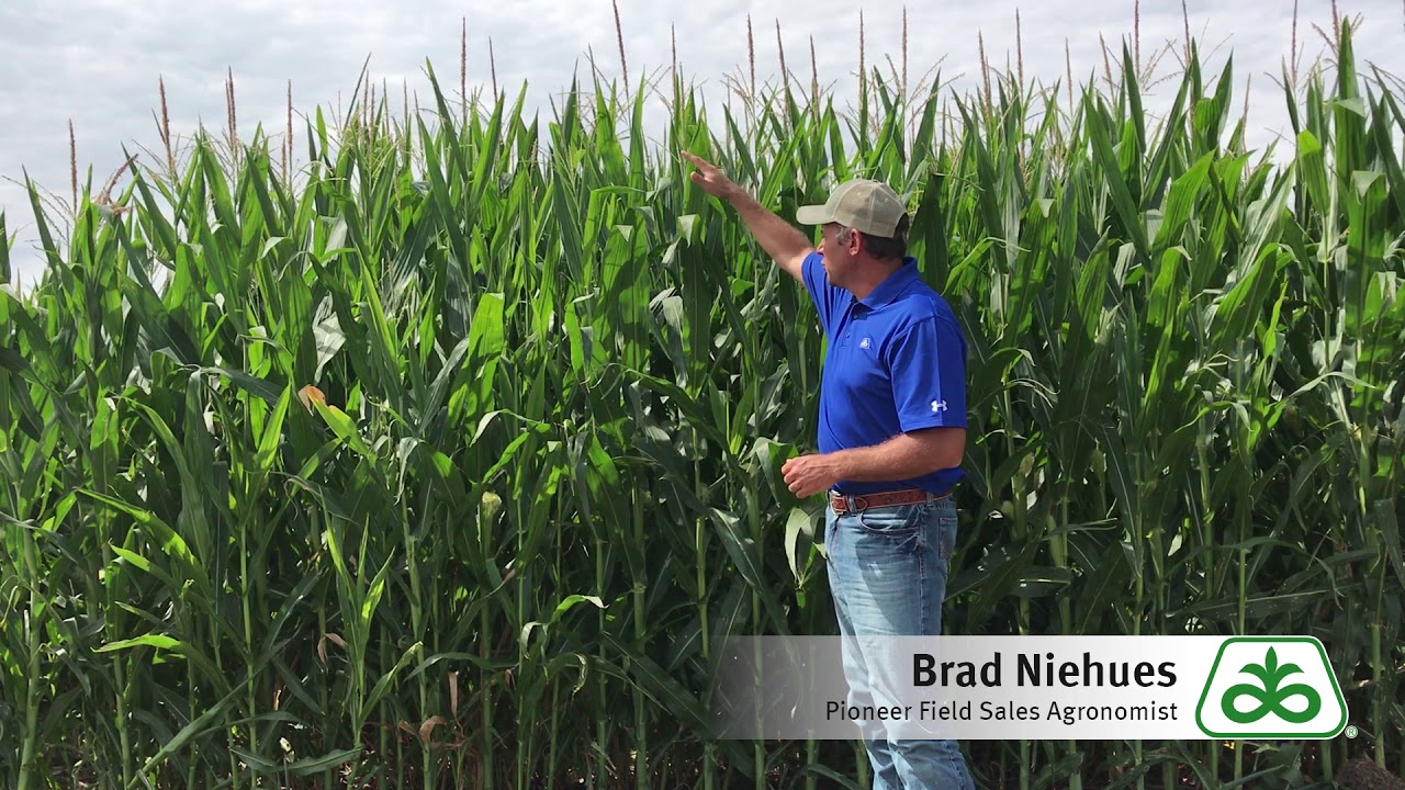 Corn Leaf Disease Identification and Management