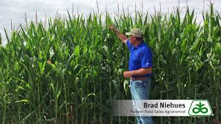 Corn Leaf Disease Identification and Management Net Worth