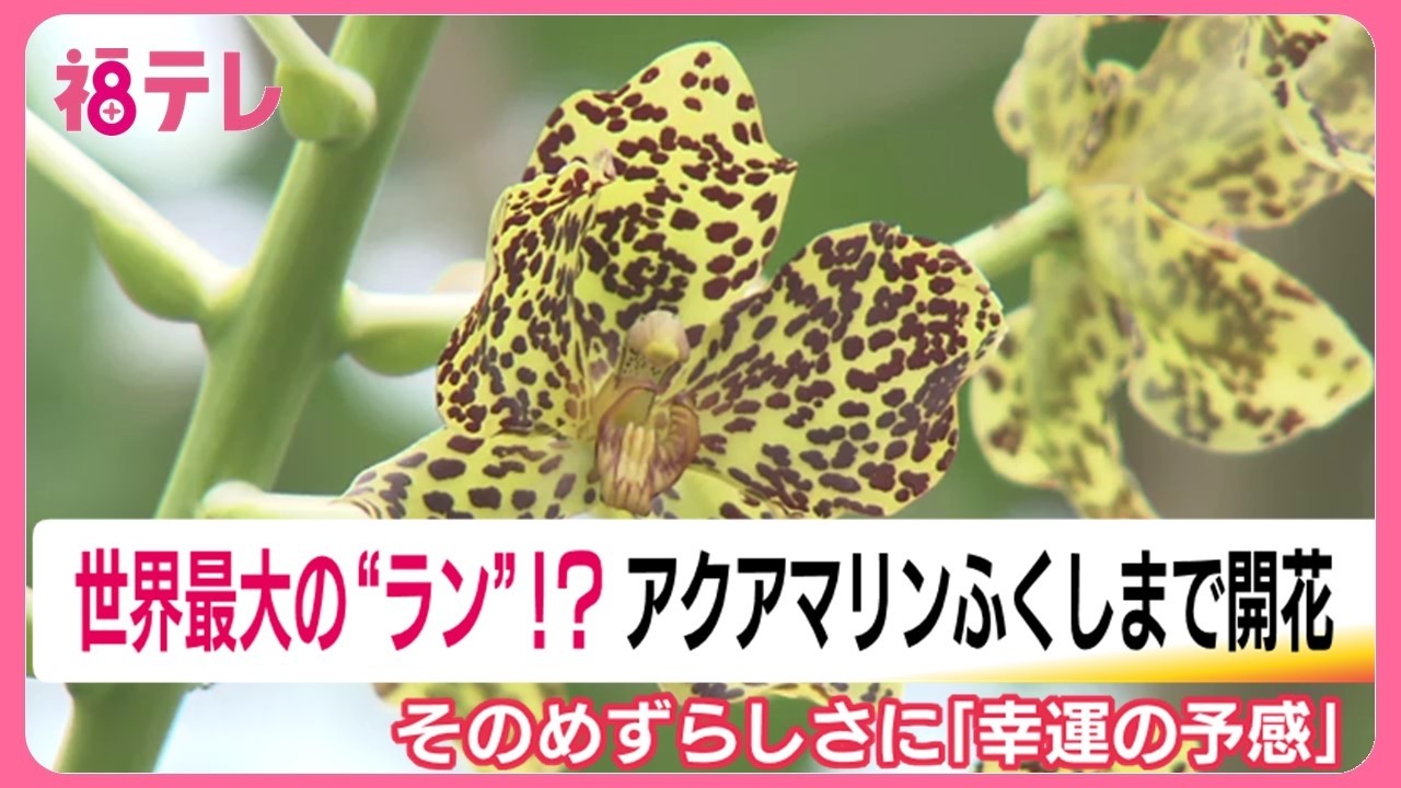 The world's largest orchid, which rarely blooms, has opened its