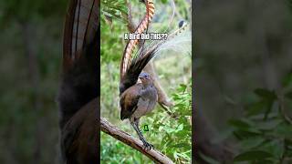 Download Lagu The Lyrebird: Nature’s Most Unreal Sound Mimic MP3