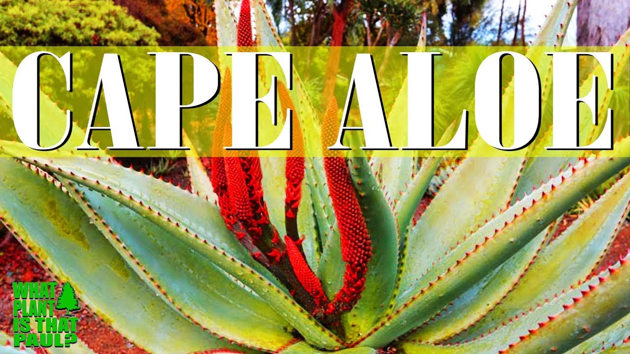 Cape Aloe Commonly known as bitter aloe is a species of aloe