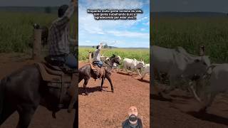 #coresesaboresdocampo #pecuarista #gado #sabiadocampo #reclamação #vidanaroça #agro
