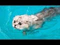 Я РЖАЛ ЦЕЛЫЙ ЧАС /СМЕШНЫЕ ЖИВОТНЫЕ/КОТЫ СОБАКИ И ДРУГИЕ/ТЕСТ НА ПСИХИКУ/ ПОПРОБУЙ НЕ ЗАСМЕЯТЬСЯ #57