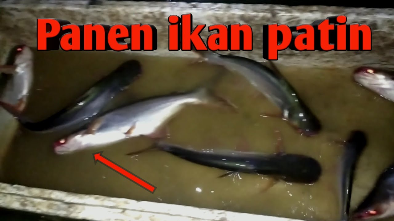 Ikan patin berkembang biak dengan cara
