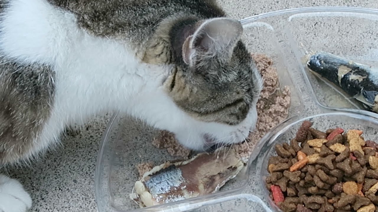 Cats Try Sardines For The First Time 