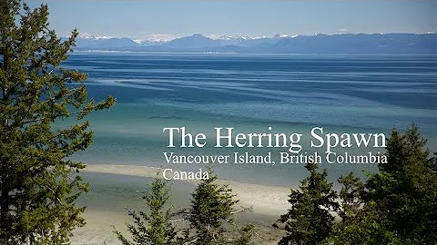The Herring Spawn on Vancouver Island, British Col...