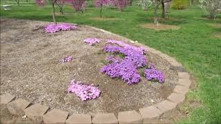 Springfield Mo Botanical Gardens