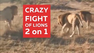 CRAZY FIGHT of LIONS 2 on 1 | Two young lions crazy fight a old lion