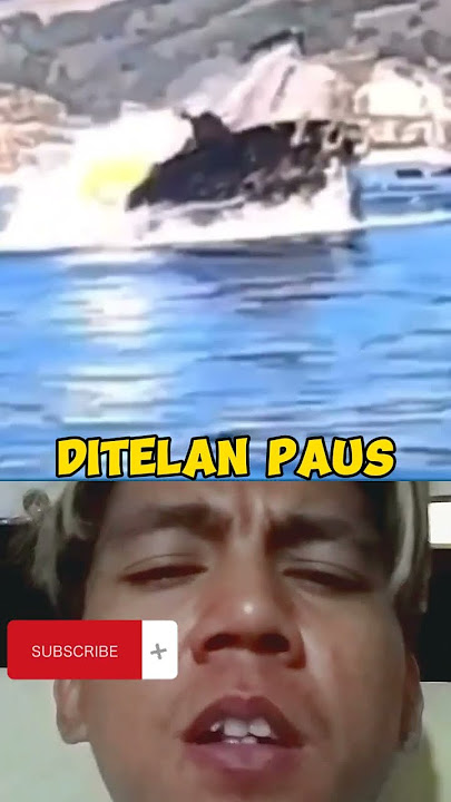 Detik-detik kayaker di telan paus #reaction #shorts #shortvideo #shortsfeed