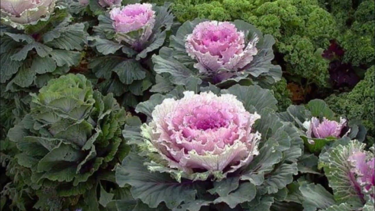 Декоративная капуста многолетник. Брассика крейн квин. Однолетняя капуста. Однолетняя капуста. Дикая однолетняя капуста.