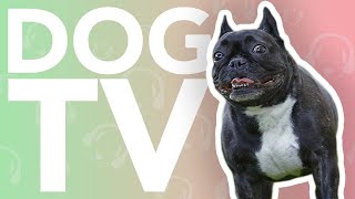 TV For Dogs  Interactive DOG TV | 20 Hours of Dog Entertainment and Virtual Walking!
