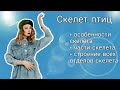 Скелет птиц. ЕГЭ, ОГЭ биология.